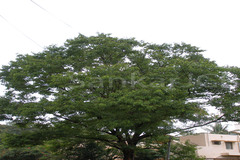 Pterocarpus marsupium